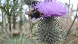 Hummel Flug brummen summen fliegt Geräusche Klänge HD Soundeffekte free [upl. by Erodavlas]