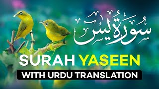 Surah Yasin  Yaseen  with Urdu Translation  Quran Tilawat Beautiful Voice  Hindi Tarjuma [upl. by Leunammi]