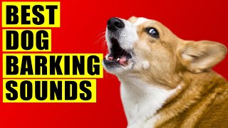 Dogs Barking Sounds Compilation See How Your Dog REACTS 15 Breeds Loud Dog Barking Sound Effect [upl. by Landmeier]