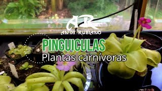 Pinguicula principales cuidados  Andy Rubiano™ [upl. by Notsa]