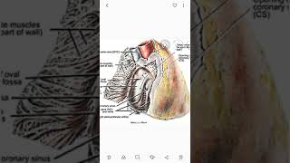 Posteroinferior View of the Human Heart preview  Human Anatomy  Kenhub [upl. by Gwynne778]