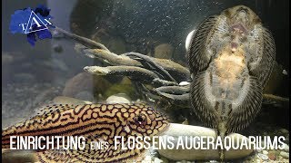 EINRICHTUNG FLOSSENSAUGERAQUARIUM I TAX [upl. by Hylan]