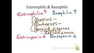 Eosinophils amp Basophils [upl. by Ailemak]