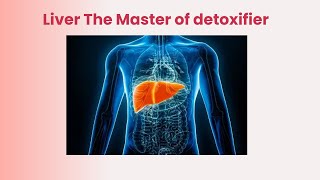 How Your Liver Works The Bodys Detox Master Explained [upl. by Aramot504]