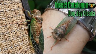 DogDay Cicada  Taking its First Steps Neotibicen canicularis [upl. by Publea]