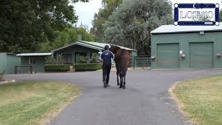 Lot 110 Bettors Wish  Yes Eye See filly Success Stud Nutrien Equine Sydney March 810 2024 [upl. by Alikat]