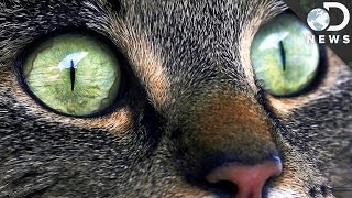 Why Does Your Cat Have Strange Eyes [upl. by Algernon]