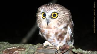 Northern Sawwhet Owl Call [upl. by Chantalle780]