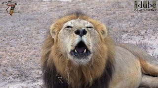 Stunning Lion Roar Majingilane Male Roaring [upl. by Messing]