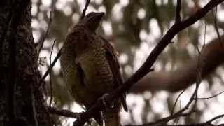 Satin Bowerbird Ptilonorhynchus violaceus ♀  Seidenlaubenvogel oder Satinlaubenvogel [upl. by Renae]