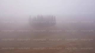 Cypresses group in Tuscany Italy [upl. by Eltsyrk645]