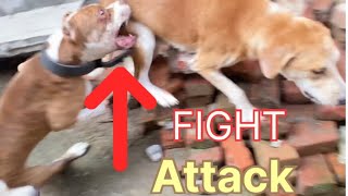 Pitbull ki fight ho gai 😢🥵 Pitbull Dog Fight [upl. by Nallad]