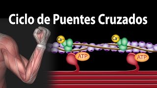 Contracción Muscular  Ciclo de Puentes Cruzados Alila Medical Media Español [upl. by Lalittah170]