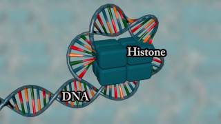 Chromosome structure  Medical animation [upl. by Barbi815]