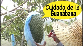 Secretos del Cultivo de la Guanábana Un viaje a la finca [upl. by Donaghue]