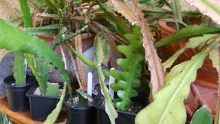 How to care for and grow Epiphyllum Cacti  Orchid Cactus Epiphytic cactus [upl. by Devondra]