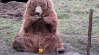 Bear Waving at Olympic Game Farm [upl. by Auburta]