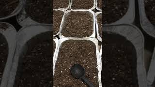 How to Sterilize soil to kill fungus gnats [upl. by Ramah368]