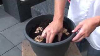 How to Plant Calla Lilies Zantedeschia [upl. by Harding]