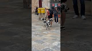 Dalmatian dogs are not from Dalmatia  Croatia 🌍 dogs doglover animals croatia history blog [upl. by Aissat]