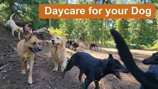 Daycare for your dog 🐶🐕🐩 Keep your dog busy while you are away or entertained while you cuddle [upl. by Nevag4]