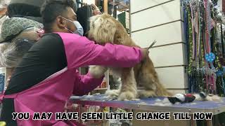 cocker spaniel grooming  matted dog transformation [upl. by Alehs590]