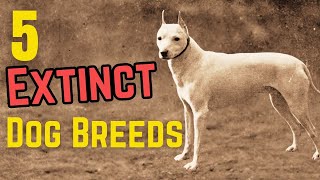 Top 5 EXTINCT Dog Breeds [upl. by Nichani]