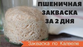 САМАЯ БЫСТРАЯ ПШЕНИЧНАЯ ЗАКВАСКА по Калвелю за 25 дня или 60 часов  РЕЦЕПТ РАЙМОНДА КАЛВЕЛЯ [upl. by Ahsiri]