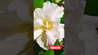 Hibiscus mutabilis1flower with 3 Shades shorts ytshortsflowers gardeningmygarden [upl. by Ramej840]