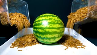 MEALWORMS VS WHOLE WATERMELON [upl. by Hervey]