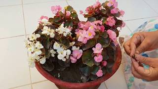 Care of Begonia Plant  How to Grow and Care Begonia Plant  Fun Gardening [upl. by Osmond884]