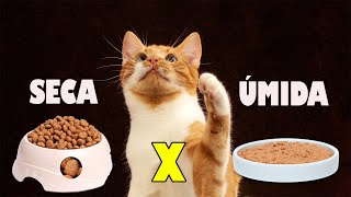 DÚVIDAS RAÇÃO SECA X ÚMIDA PARA GATOS  Gatil Hauser [upl. by Tomaso]