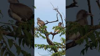 Grey Hornbills hornbill dawn sunbath wildlife canonindia birds birdsvideo birdslover 4k [upl. by Hyman]