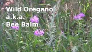 Edible Wild Plants  Wild Oregano [upl. by Fortin]