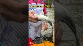 Traditional fishing river fishing fishing fish shortvideo fun 🔥🔥 [upl. by Nelli]