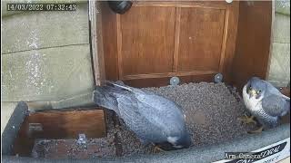 Wakefield peregrines 14032022 [upl. by Bronez]