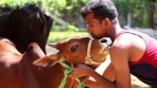 kombu vacha singamada  JALLIKATTU idhu oru adayalam video  G V Prakash kumar [upl. by Sinoda509]