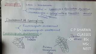 Eusporangiate and Leptosporangiate Development Development of sporangium pteridophyta BSc MSc [upl. by Jeddy341]