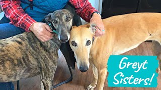 Why 2 Greyhounds are Better than 1 [upl. by Sadick]