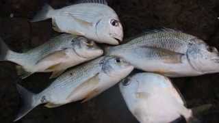 Gold Coast fishing sea bream tarwhine butter bream  weekly catch [upl. by Ilyak]