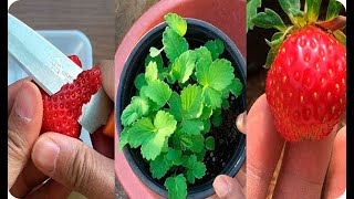 La Forma Mas Facil De Germinar Una Fresa De Supermercado  frutilla   La Huertina De Toni [upl. by Loggins]