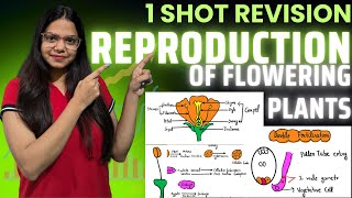 One Shot NEET Sexual Reproduction in Flowering Plants  CBSE Chapter 2 Class 12th [upl. by Athal396]