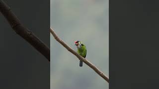 Golden throated barbet sound call shorts bird sound call [upl. by Alaj]