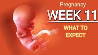 Pregnancy at 11th week week by week pregnancy guide feelingsultrasound size [upl. by Ayahsey708]