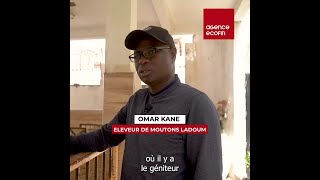 🇸🇳 Omar Kane le passionné délevage qui révolutionne lindustrie avec les moutons Ladoum 🐑 [upl. by Ardnohs]