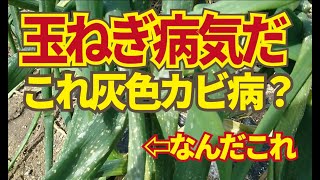 玉ねぎに病気が出た。ベト病ではないサビ病でもない小さいカスリの白点。どうやら灰色カビ病らしい。229 [upl. by Tyrone]