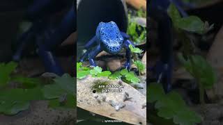 Blue Poison Dart Frogs are not Always Poisonous [upl. by Inor]