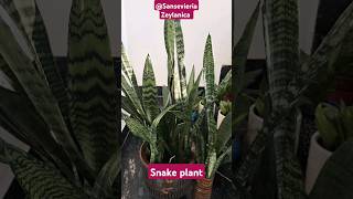 snake plant sansevieria zeylanica motherinlaws tongue plant best indoor plant viral trendig [upl. by Acsicnarf]