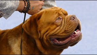 Dogue de Bordeaux in a dog show [upl. by Savart]