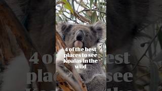 4 Of The Best Places To See Koalas In The Wild  Australian Wildlife Journeys [upl. by Cohlier]